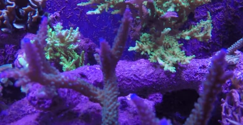 belleza-de-los-corales-en-acuarios