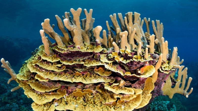 Mantenimiento de los corales duros