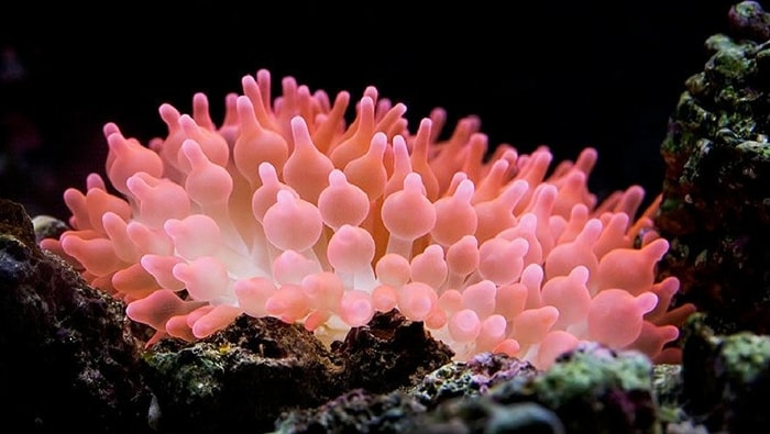 ficha-tecnica-entacmaea-quadricolor-bubble-anemone-2