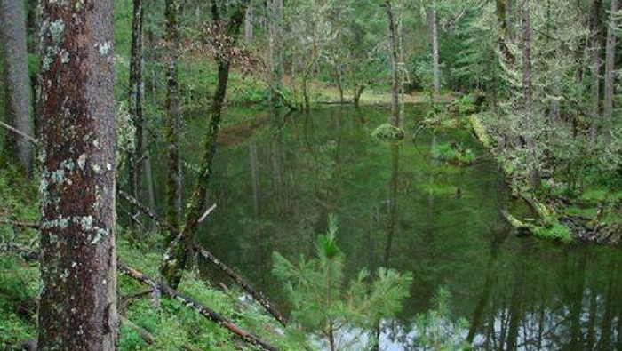 Laguna de Patos: el hábitat natural de poecilia wengei