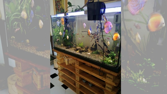 gabinete del acuario